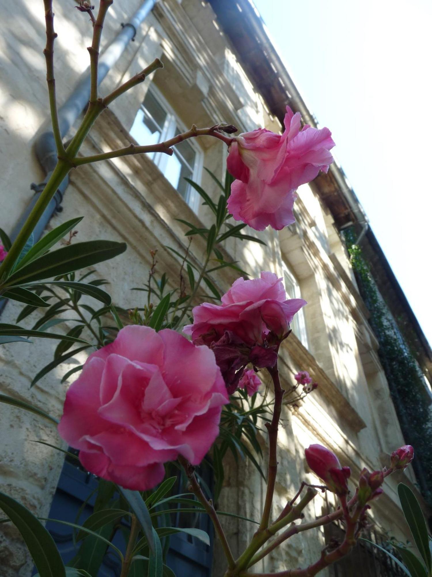 Le Limas Bed & Breakfast Avignon Exterior foto